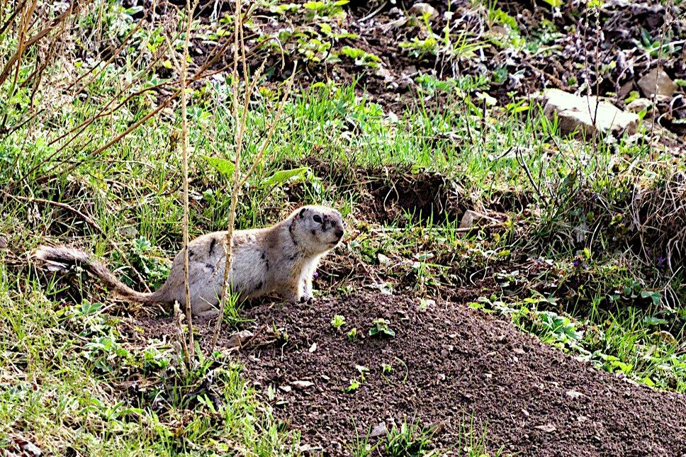 суслик в логу Арбанак_Jaap Van-Der-Kooij.jpg