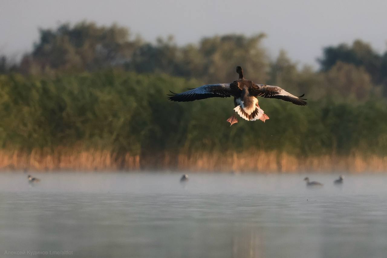 гуси на степном озере_Алексей Кудинов_AltayPhoto.jpg