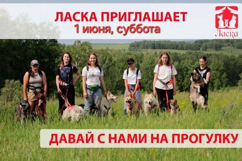 прогулка с собаками приюта Ласка_priutlaska.jpg