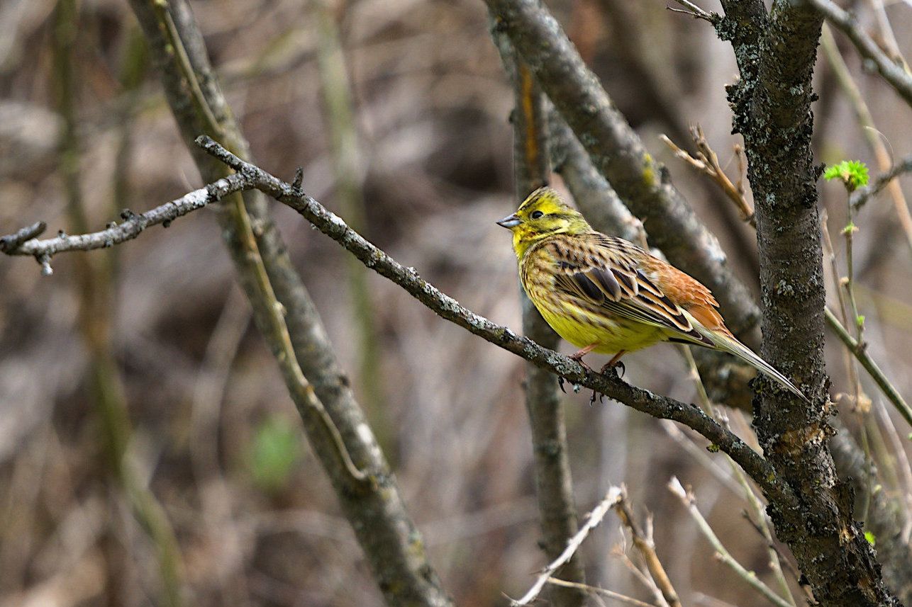 птицы в логу Арбанак_Jaap Van-Der-Kooij.jpg