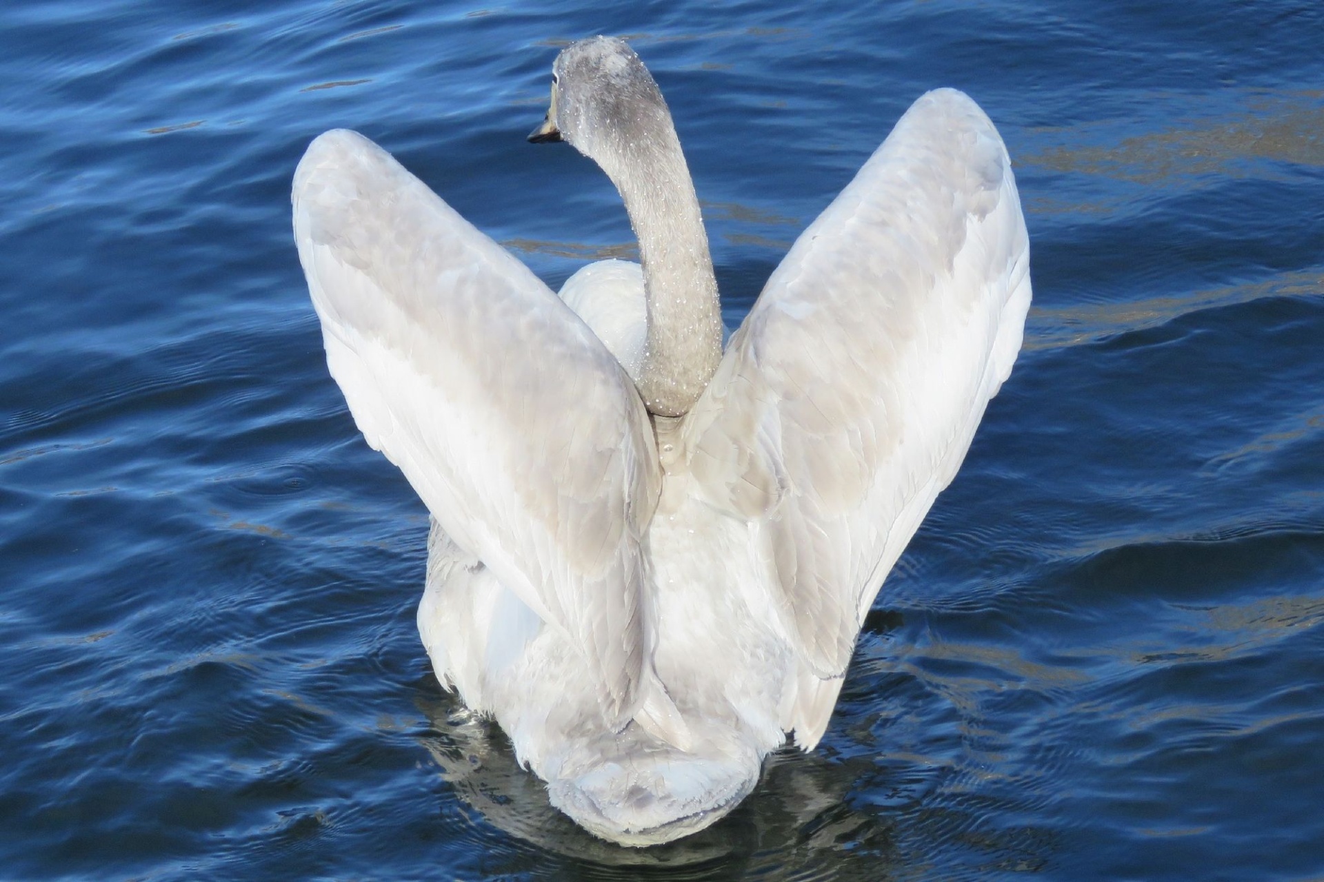 лебедь на озере Светлом_Ирина Смолякова.jpg