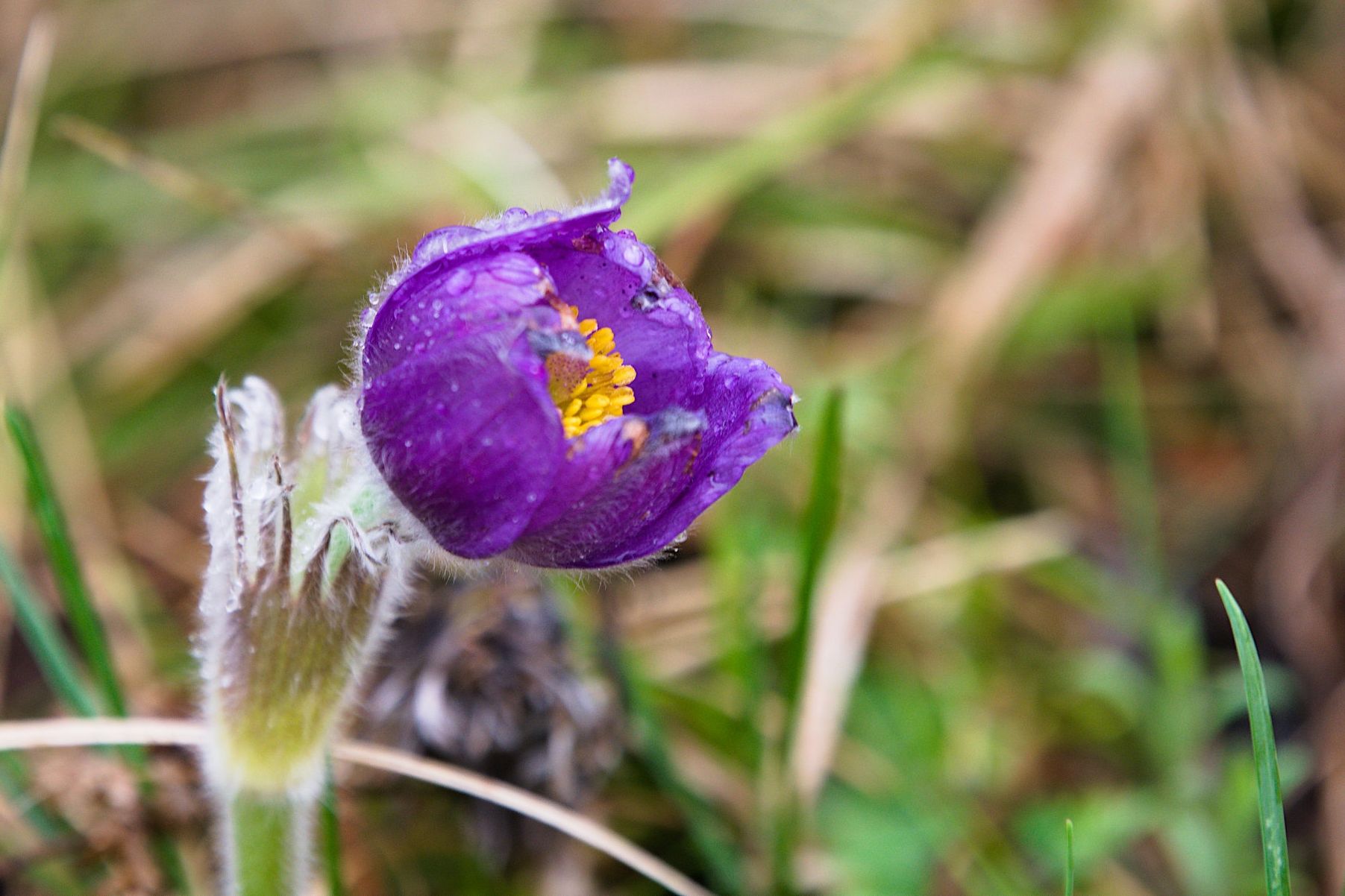 сон-трава в логу Арбанак_Jaap Van-Der-Kooij.jpg