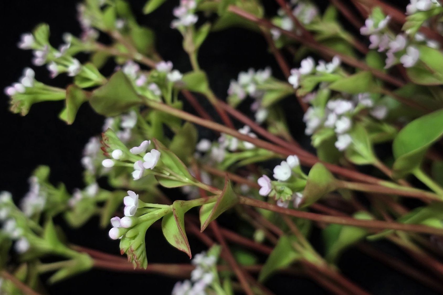 стебли цветущей гречихи в исполнении Инны Зуевой_iz_pervocvet22.jpg