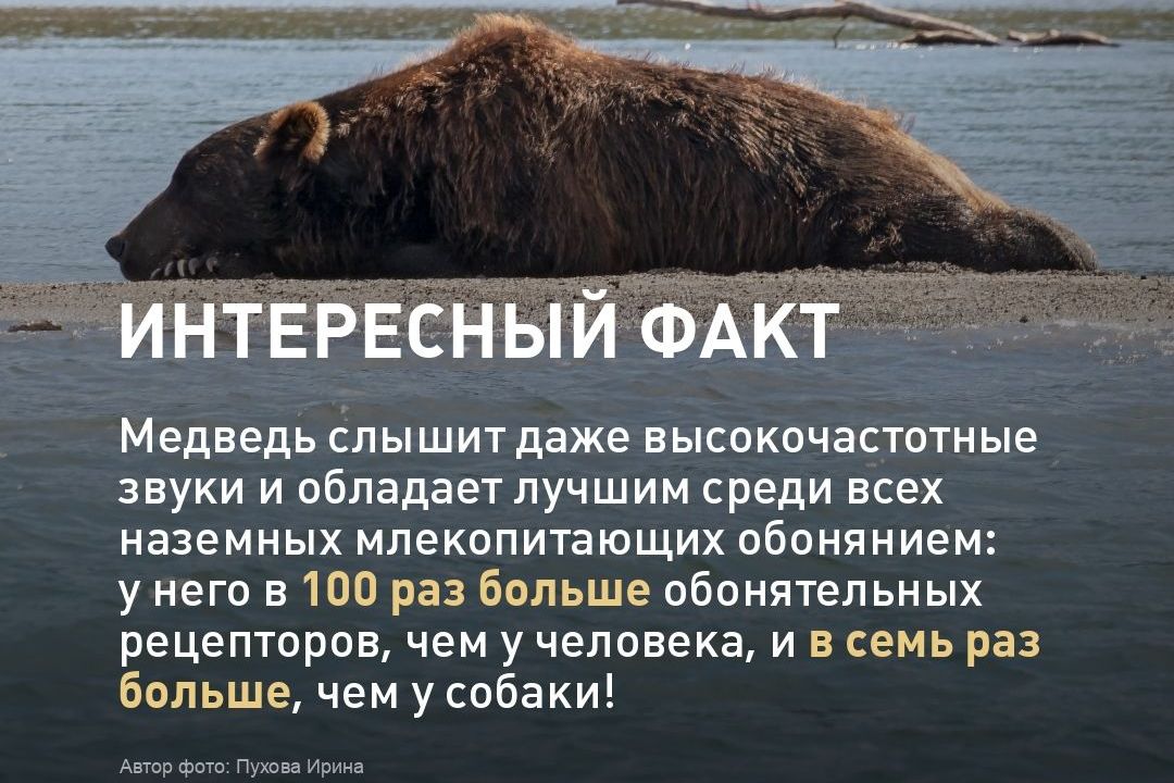 факты РГО о медведе_Ирина Пухова_rgoclub.jpg факты РГО о медведе_Ирина Пухова_rgoclub.jpg