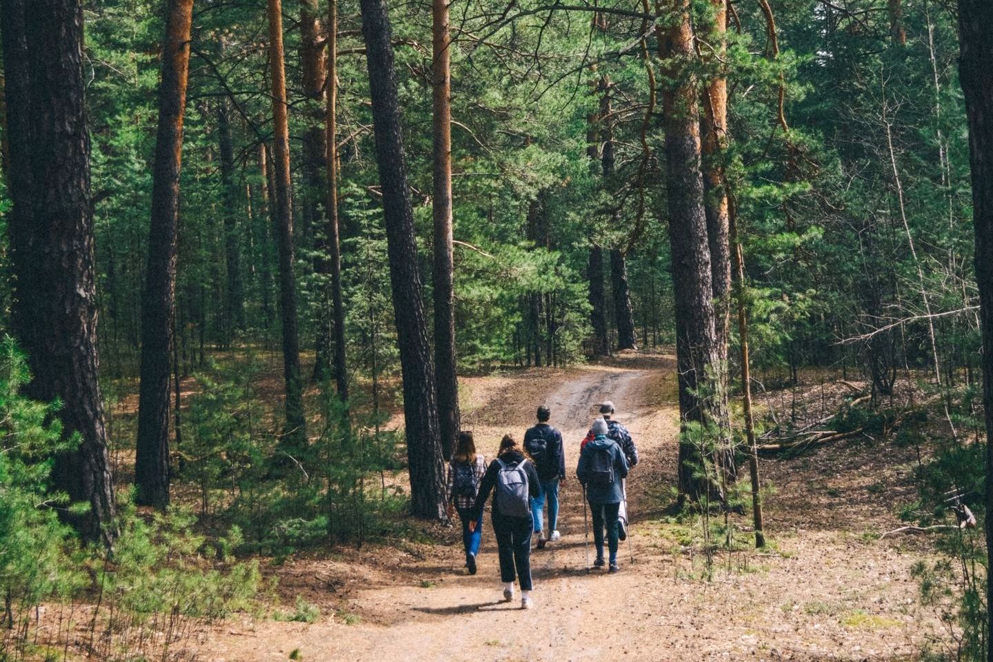 прогулка по лесу_Ирина Пергаева.jpg