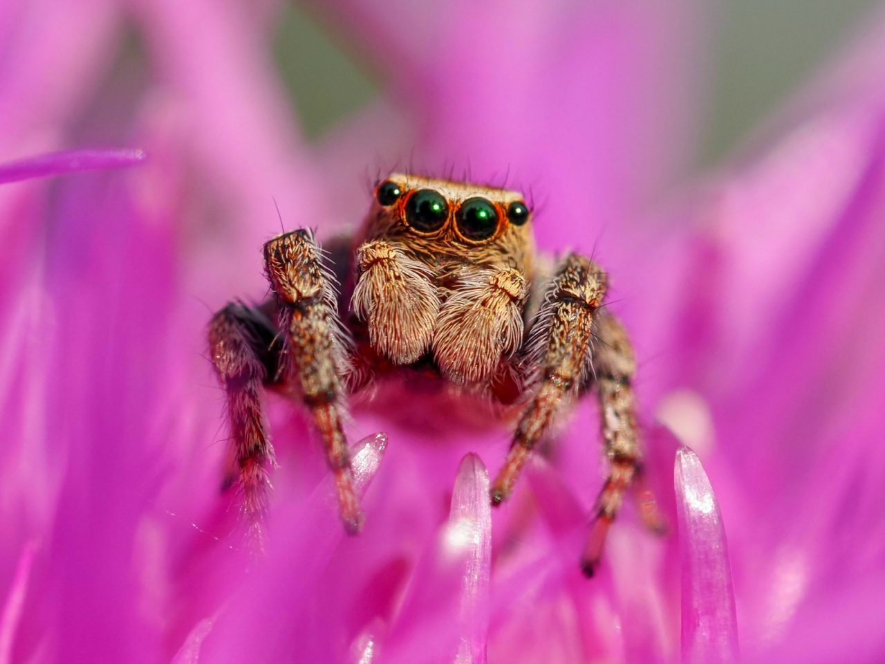 снимок лауреат полуфинала конкурса Живая природа Алтая_Светлана Кулева.jpg
