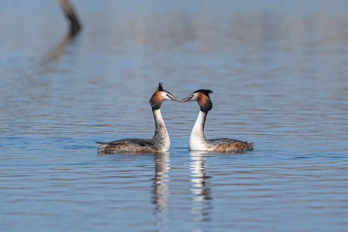 пара чомг или больших поганок_Дмитрий Дубиковский.jpg