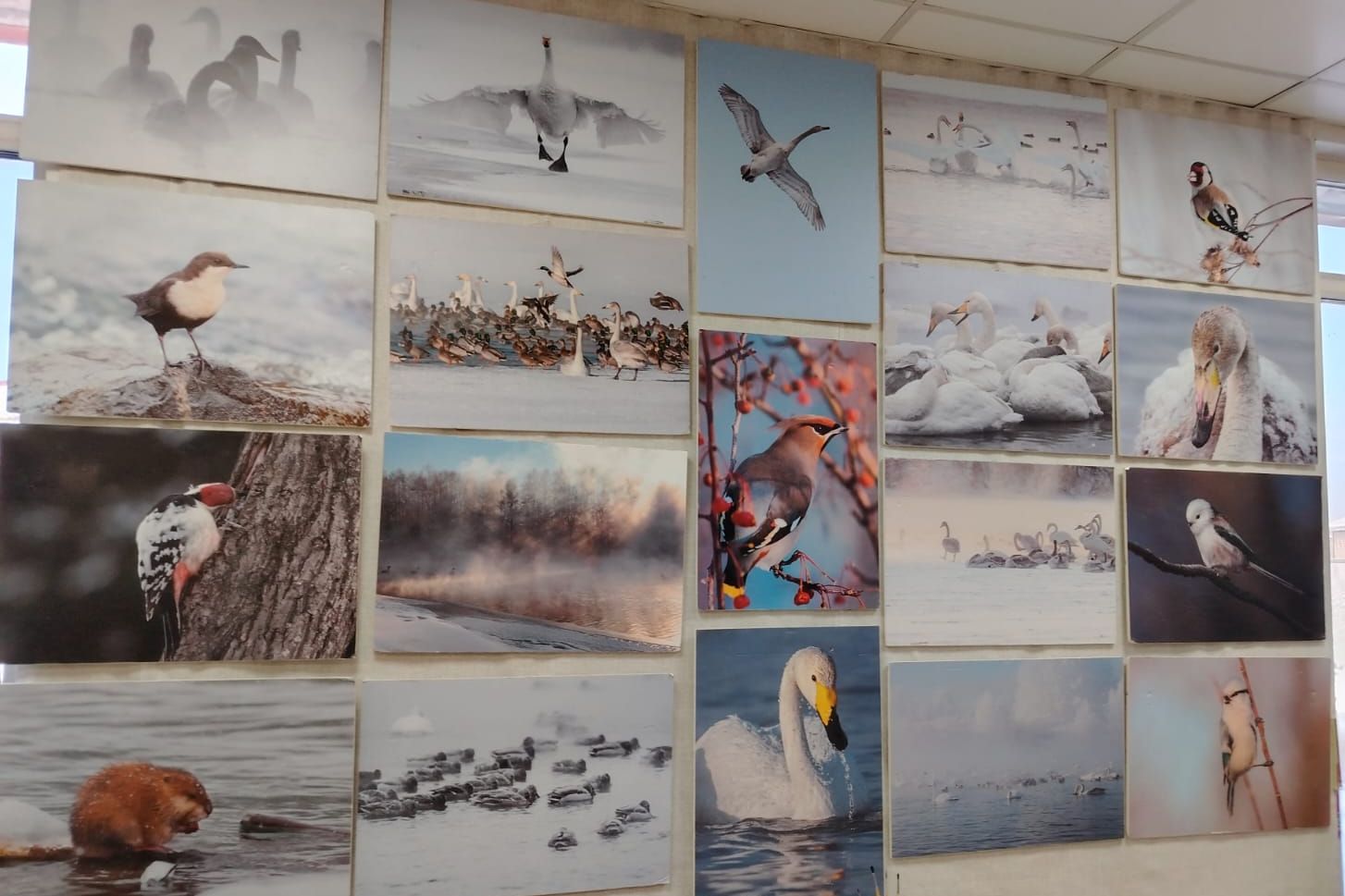 фотоподборка Алтайская зимовка Алексея Эбеля_Наталья Петрова.jpg