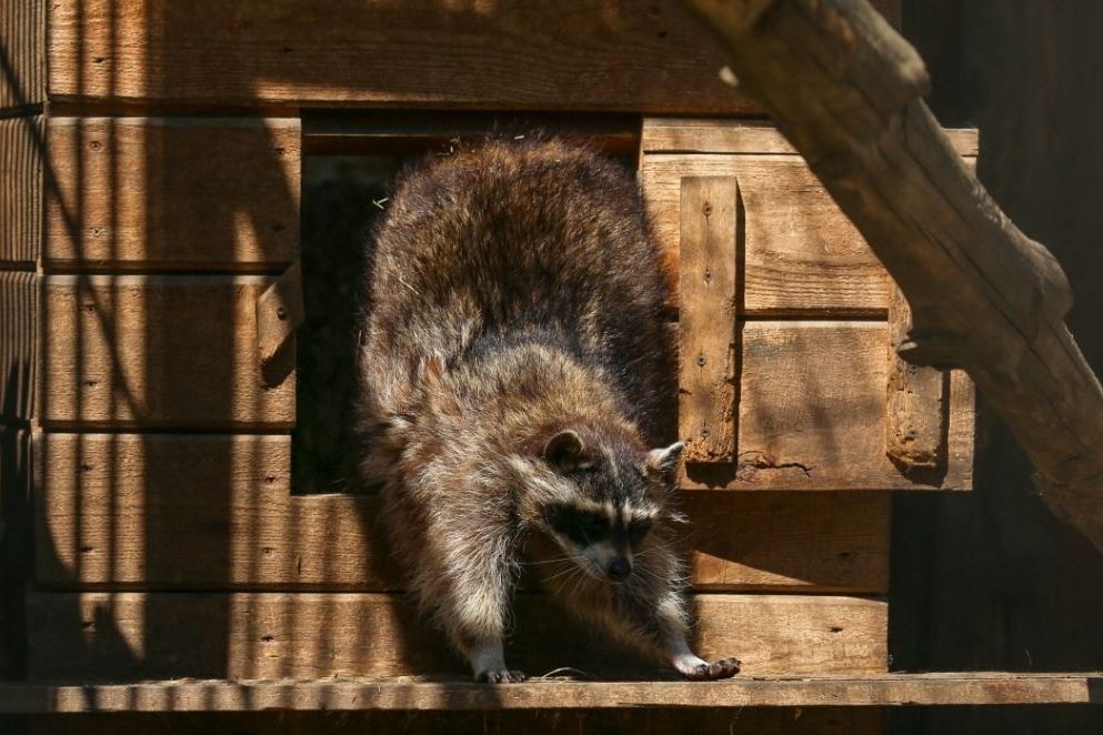 енот в Барнаульском зоопарке_zoo_22.jpg