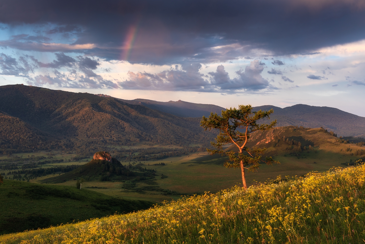 контрасты летнего утра в охранной зоне Тигирекского заповедника_Алена Рубан.jpg контрасты летнего утра в охранной зоне Тигирекского заповедника_Алена Рубан.jpg
