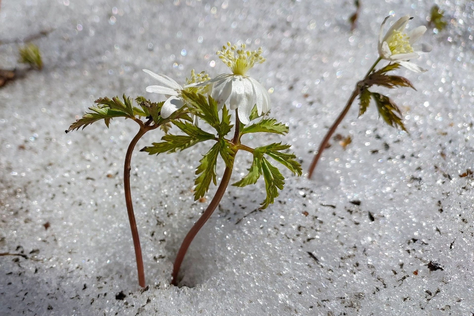 первоцветы Салаира_Наталья Трифуз.jpg первоцветы Салаира_Наталья Трифуз.jpg