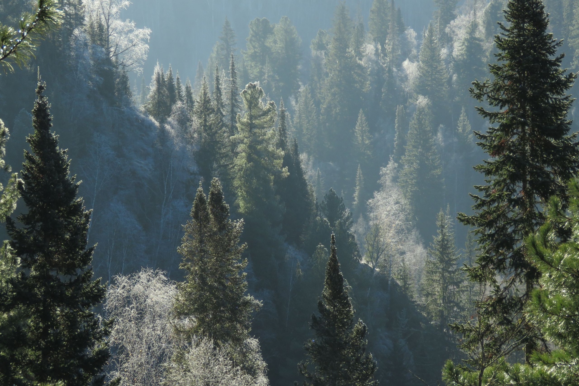 посеребренный Салаир_Лола Смирнова.jpg