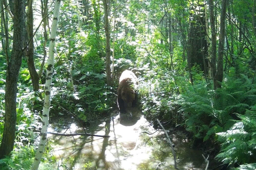 медведь у фотоловушки в тайге Салаира_nationalparksalair_Дмитрий Долгов.jpg
