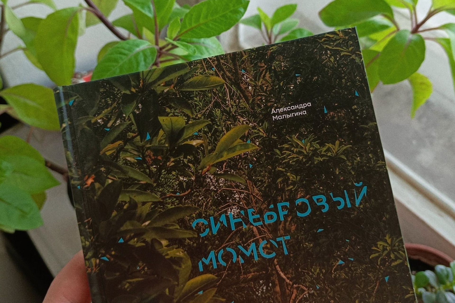 стихотворный сборник Синебровый момот_Александра Малыгина.jpg