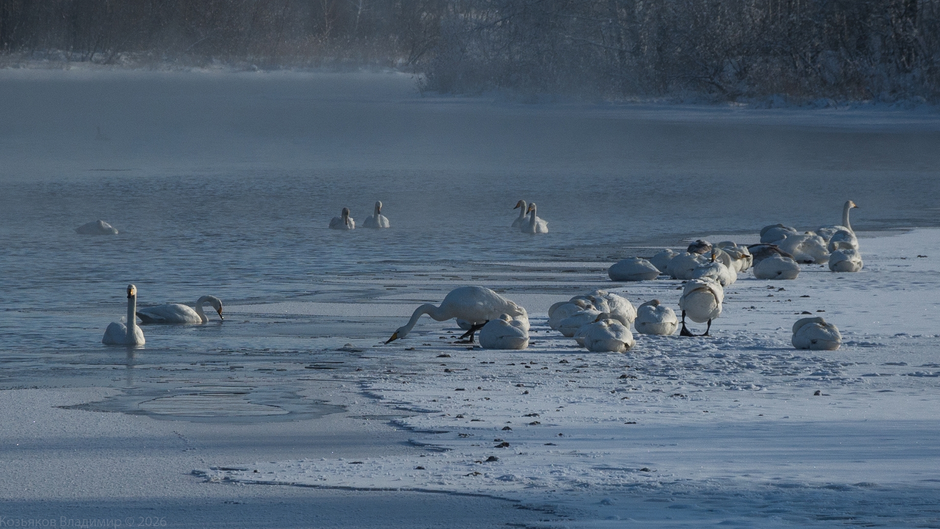 зимний учет водоплавающих на озере Светлом_Владимир Козьяков.jpg