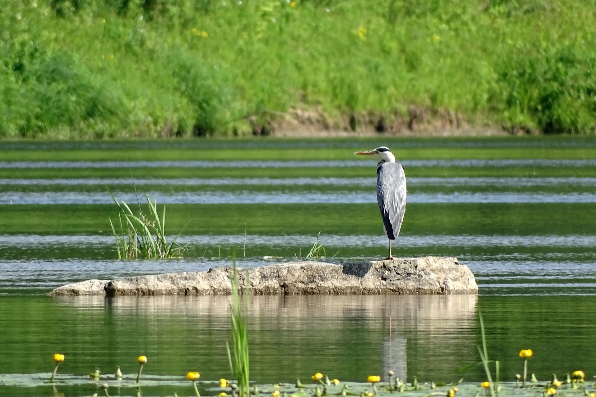 серая цапля на реке Чумыш_Павел Трунцев.jpg