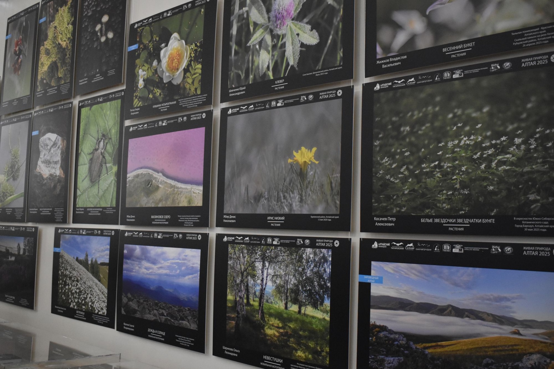 полуфинал выставки Живая природа Алтая в ГМИЛИКА_gmilika.jpg