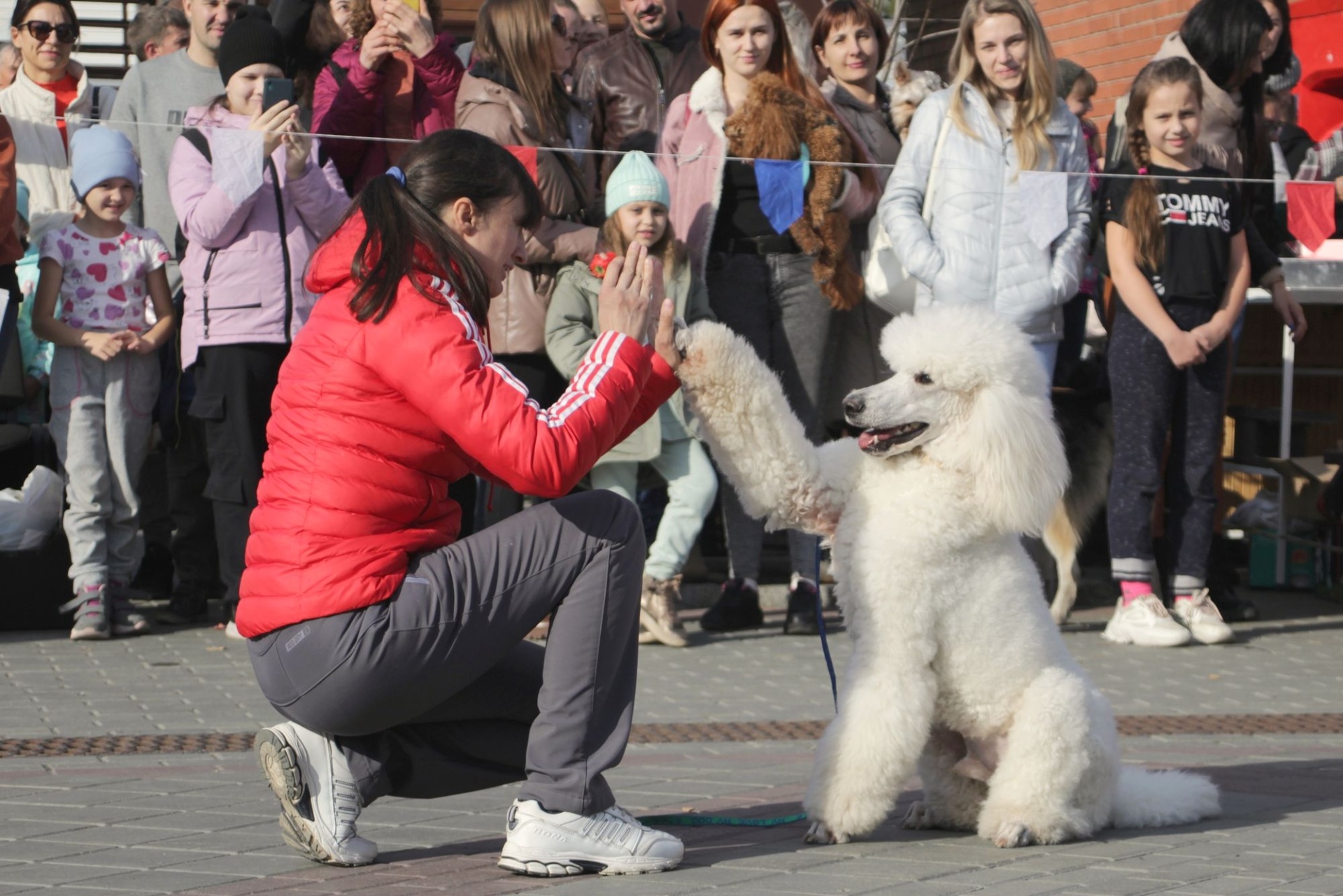 участники дог-шоу от приюта Ласка_Дмитрий Пушкарев.jpg