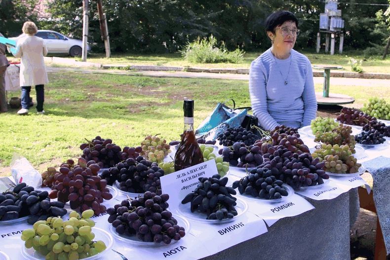 выставка виноградарей на фестивале День Чумыша_oopt22.ru.jpg выставка виноградарей на фестивале День Чумыша_oopt22.ru.jpg