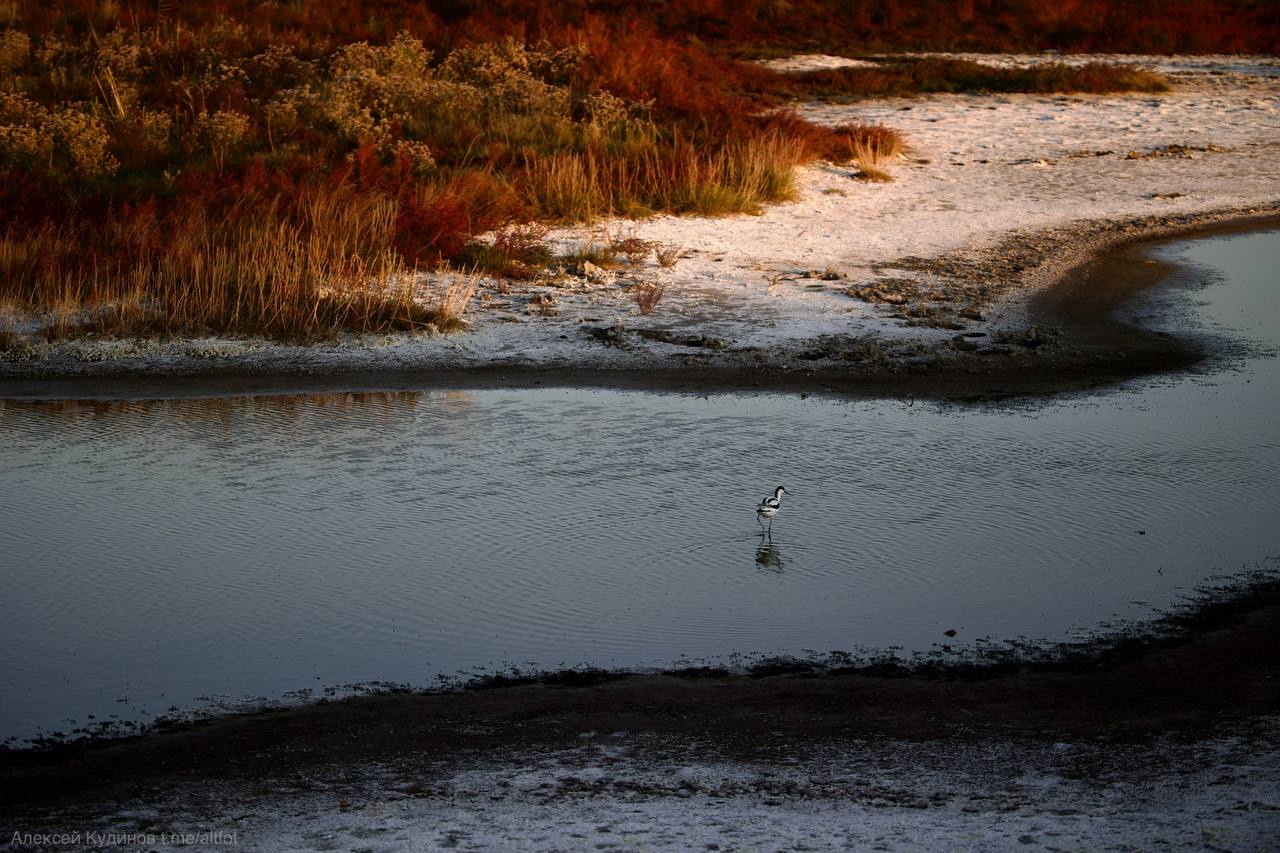 алтайские степи осенью_Алексей Кудинов_AltayPhoto.jpg