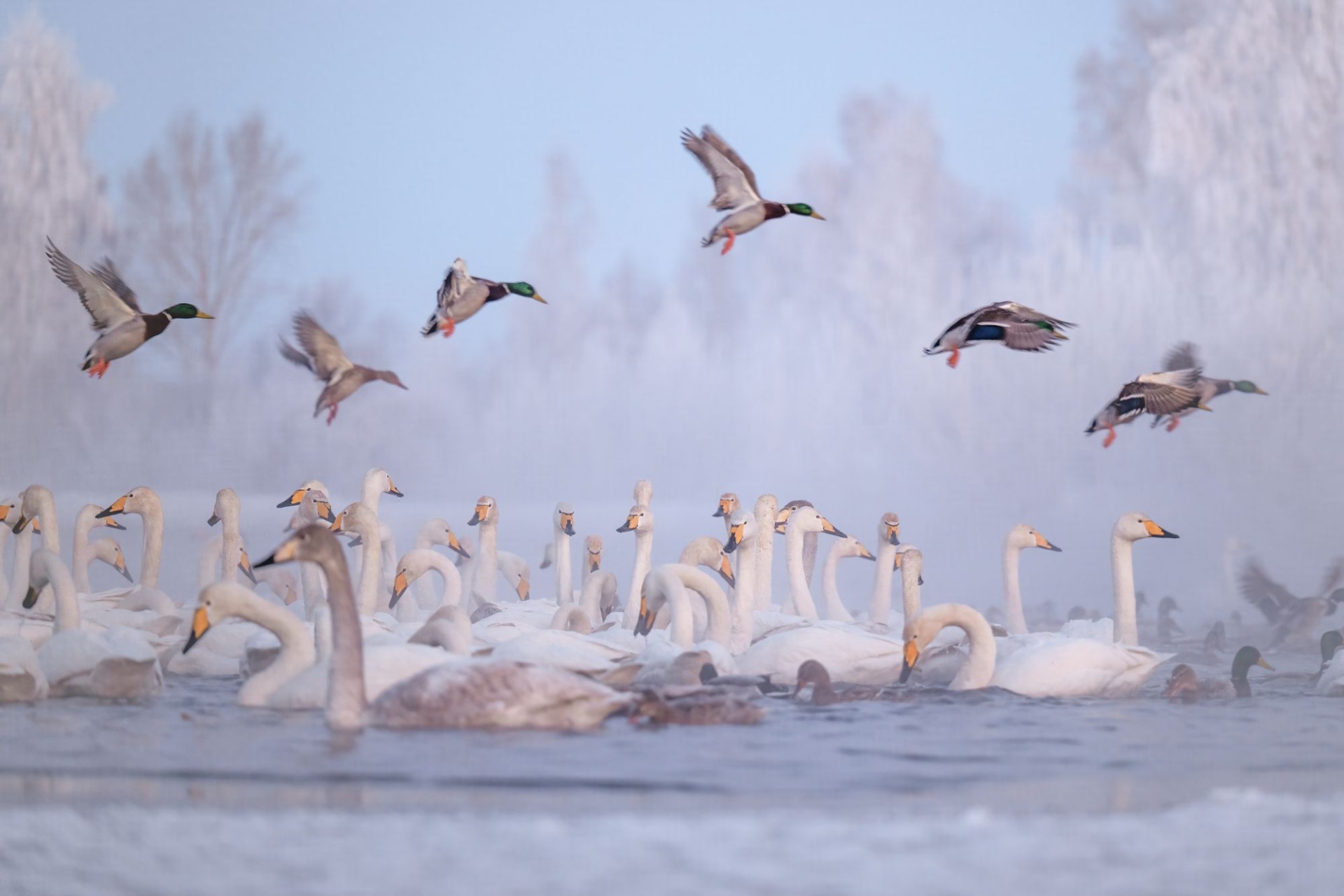 утки и лебеди в заказнике Лебединый_Александр Кукринов.jpg
