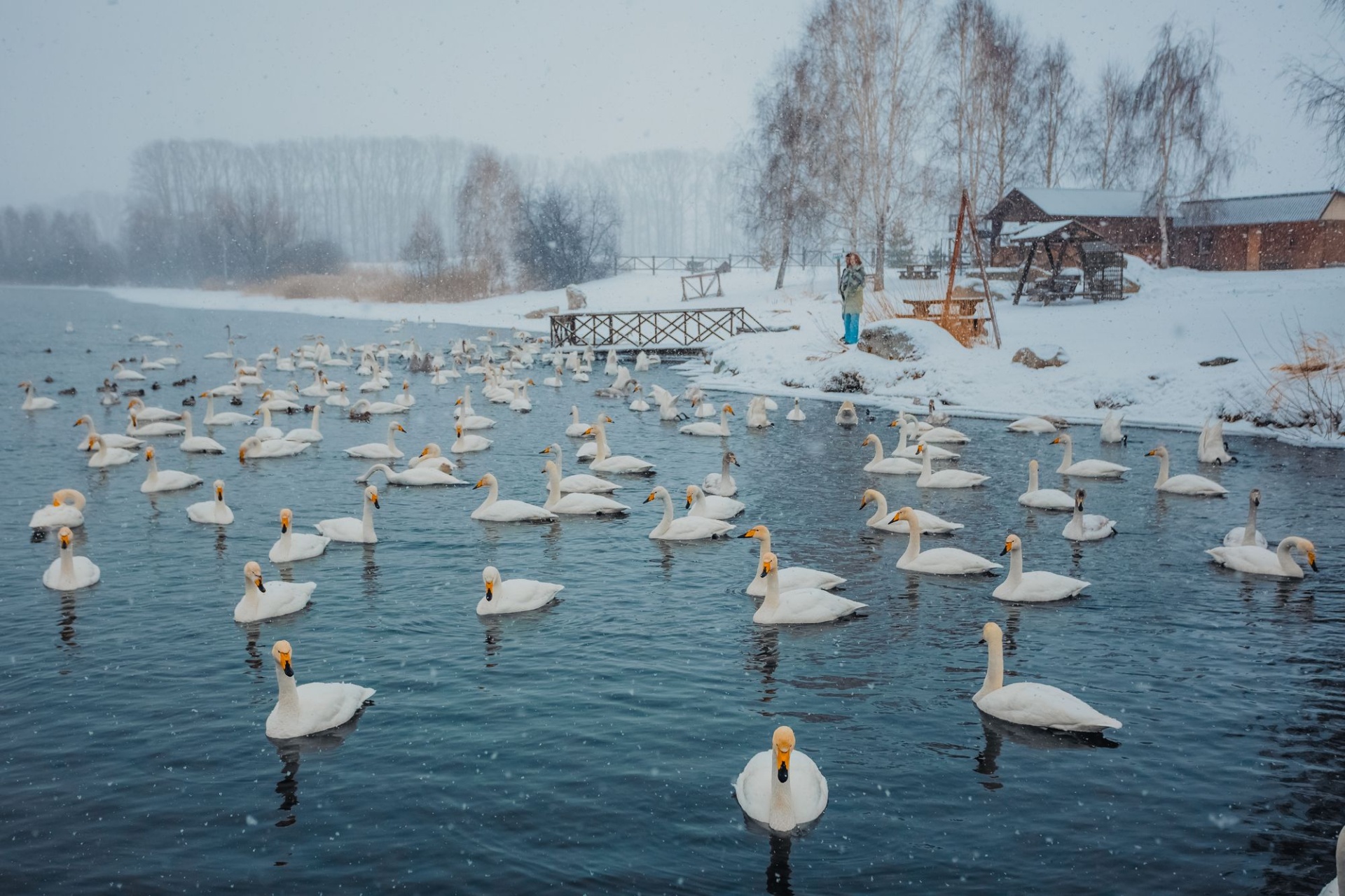 лебеди у Белого стана на озере Светлом_Валерий Степанюк.jpg