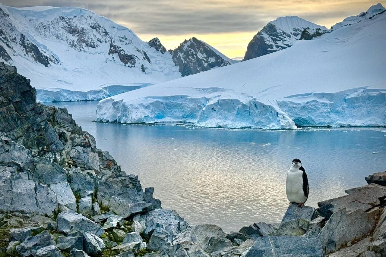 пингвин у берегов Антарктиды_Александр Проваторов.jpg