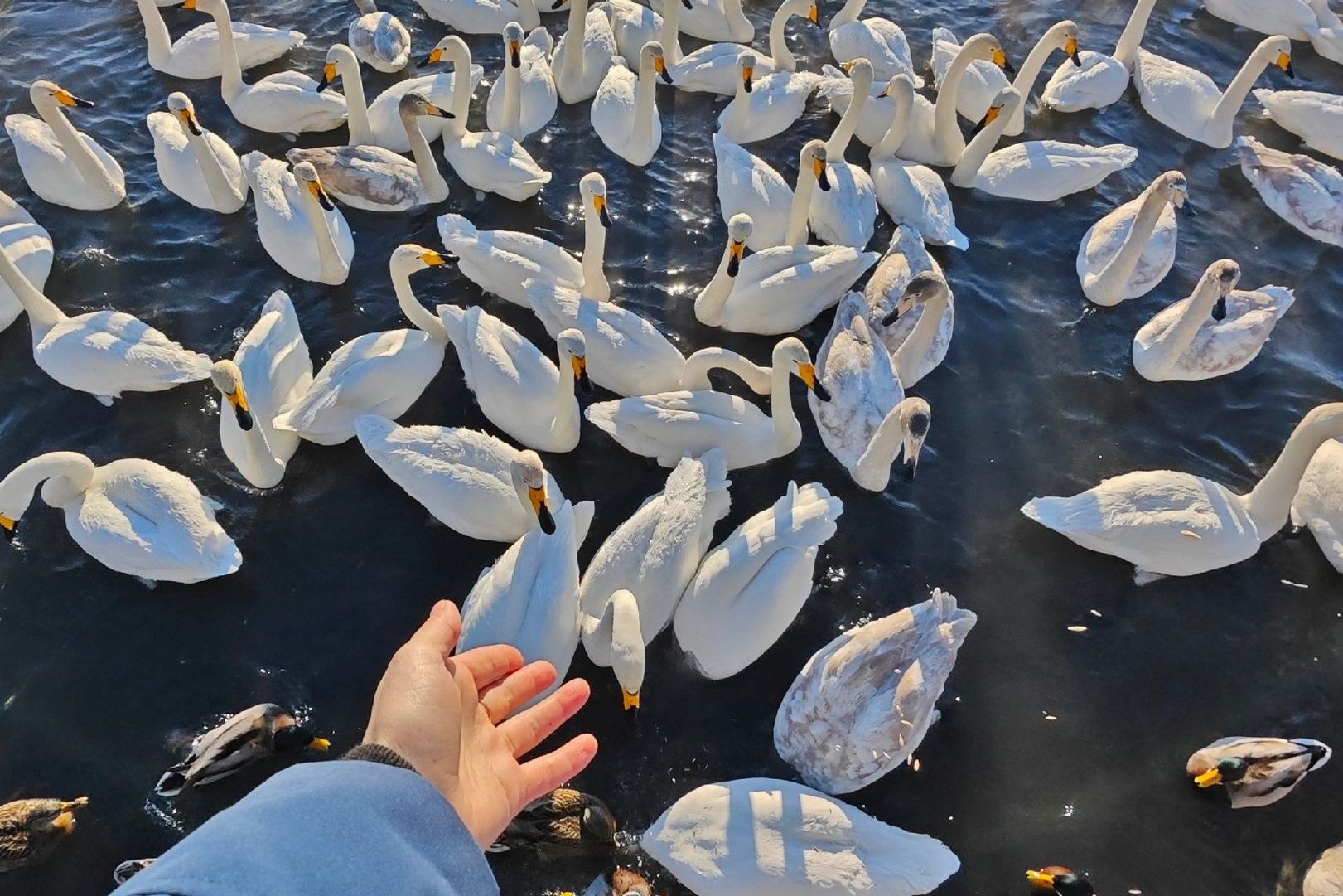 кормление лебедей на озере Светлом_Анастасия Филатова.jpg