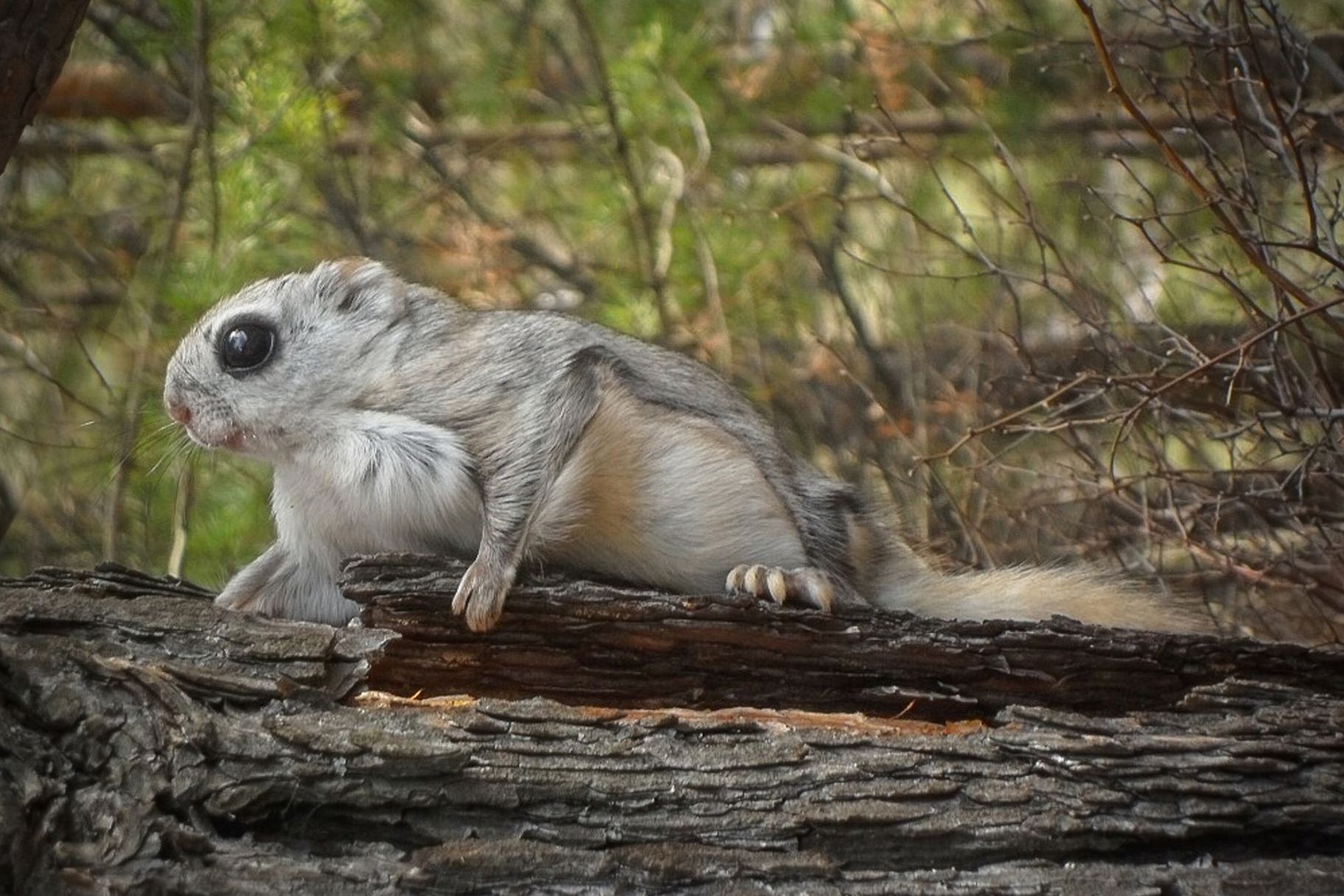 белка-летяга лога Арбанак_salairecotour.jpg