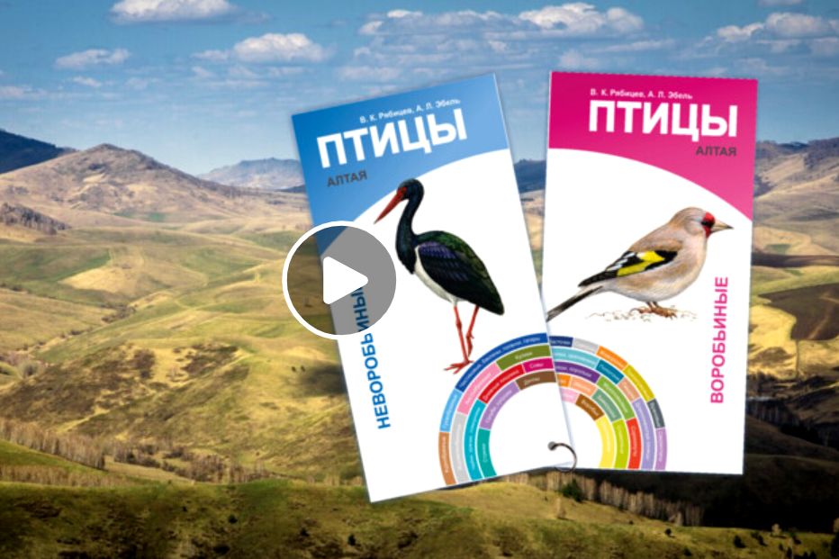 веер-определитель Птицы Алтая_planeta.ru.jpg веер-определитель Птицы Алтая_planeta.ru.jpg
