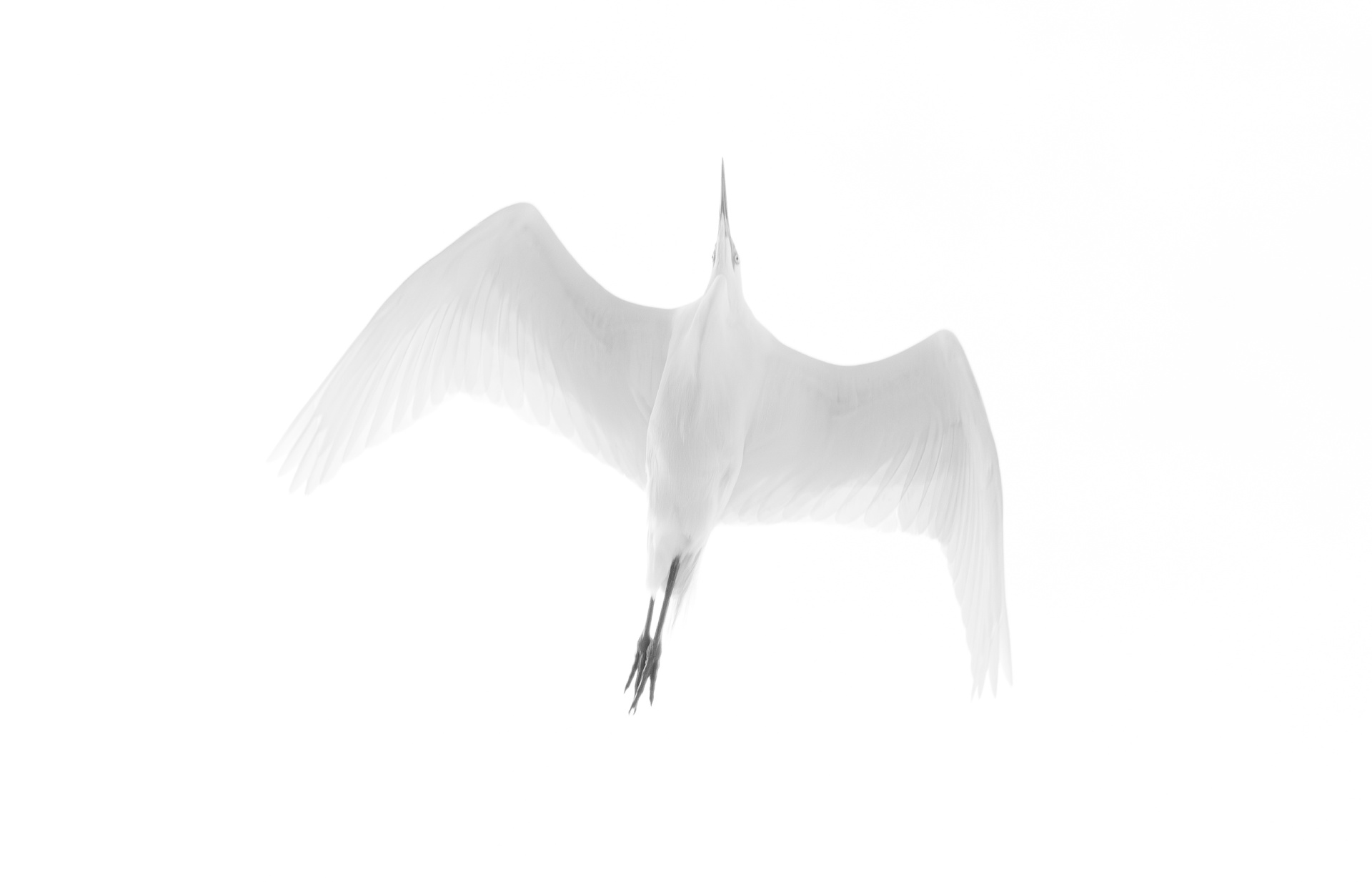 Дмитрий Веретельников Большая белая цапля.jpg