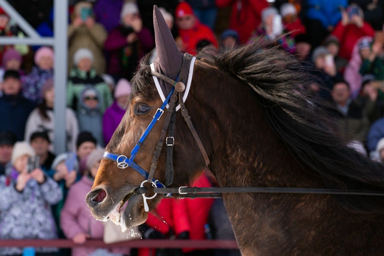 лошадь в параде Сибирской Масленицы_Всеволод Клещев_sibmaslenica.jpg