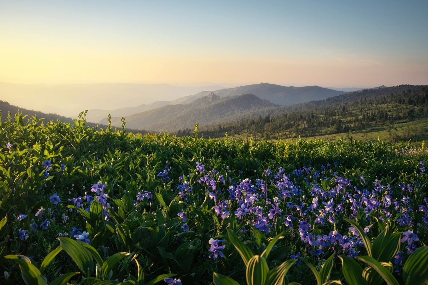 время аквилегий в Тигиреке_Алена Рубан.jpg время аквилегий в Тигиреке_Алена Рубан.jpg