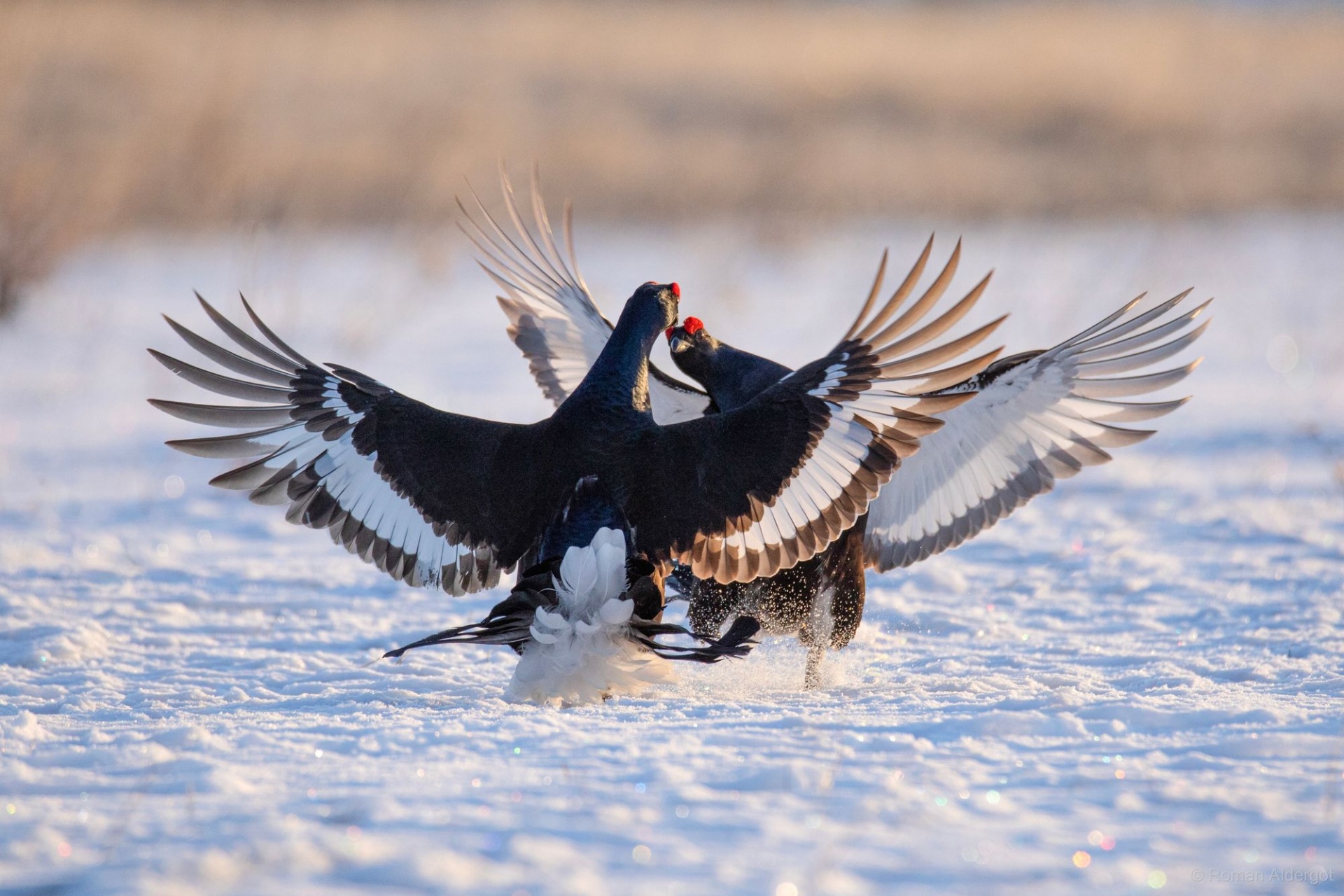 тетеревиные бои_Роман Алдергот.jpg