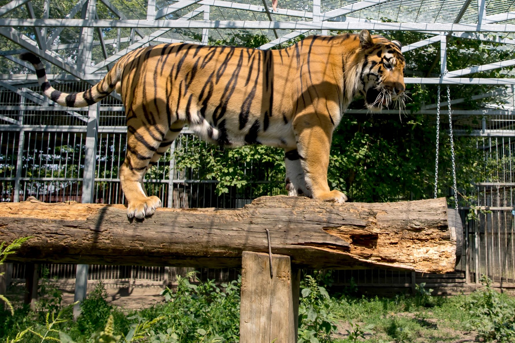 тигр в Барнаульском зоопарке_zoo_22.jpg