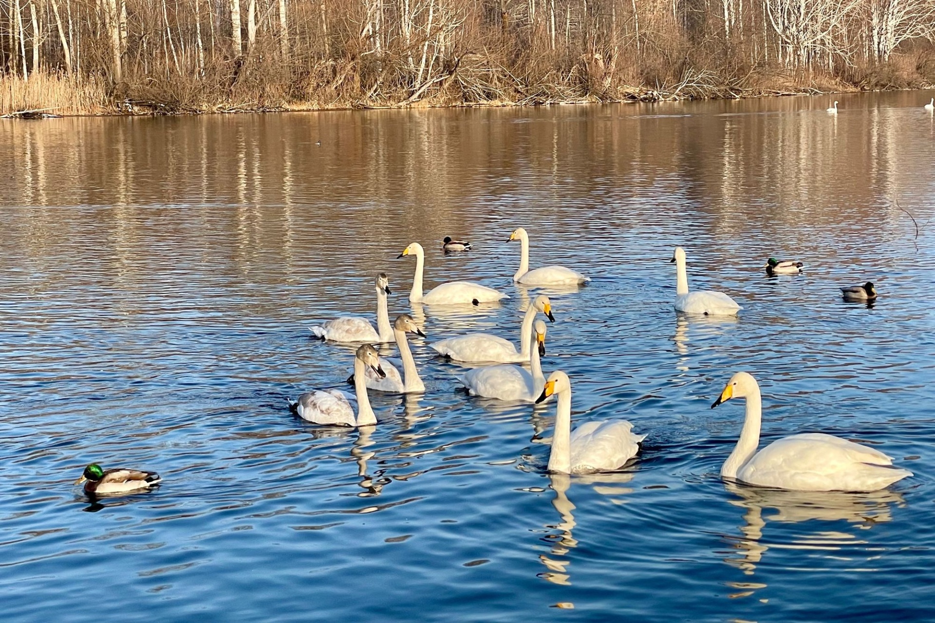 лебеди на озере Светлом_Теплый стан_Юлия Рехтина.jpg
