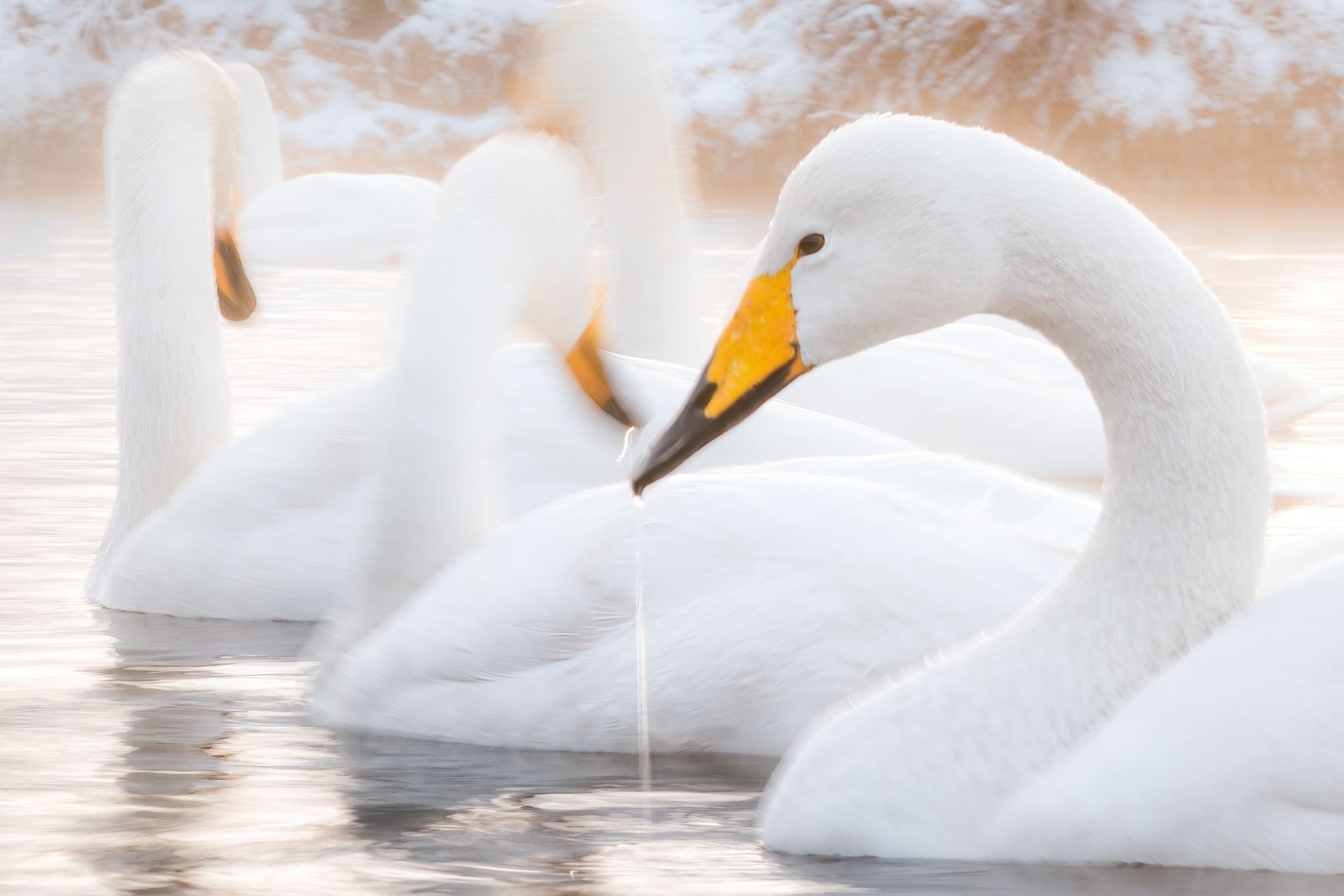 лебеди на озере Светлом_Денис Соломахин.jpg