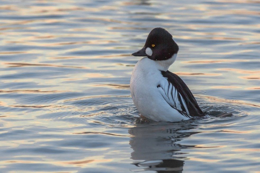 гоголь на озере Светлом_Алексей Эбель_altaipriroda_22.jpg