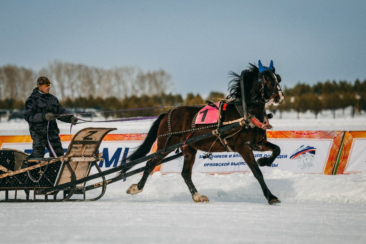 испытания рабочих лошадей на Сибирской Масленице_ипподром Алтай_sibmaslenica.jpg