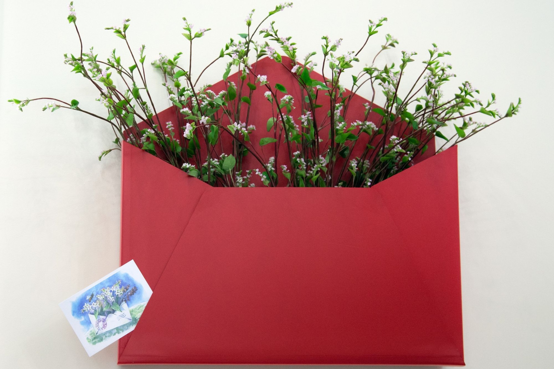 стебли цветущей гречихи в конверте и на открытке_upp.alregn.ru.jpg