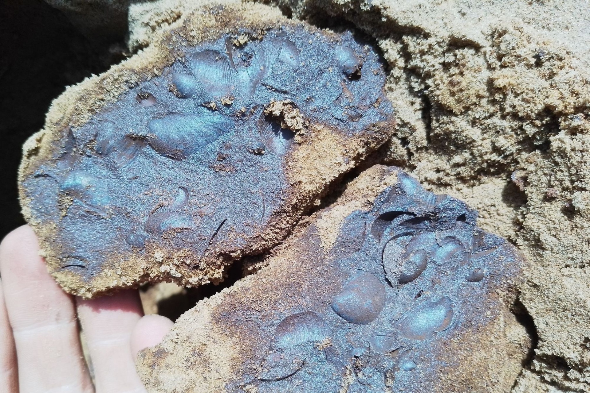 отпечатки морских окаменелостей_Дмитрий Кузменкин.jpg