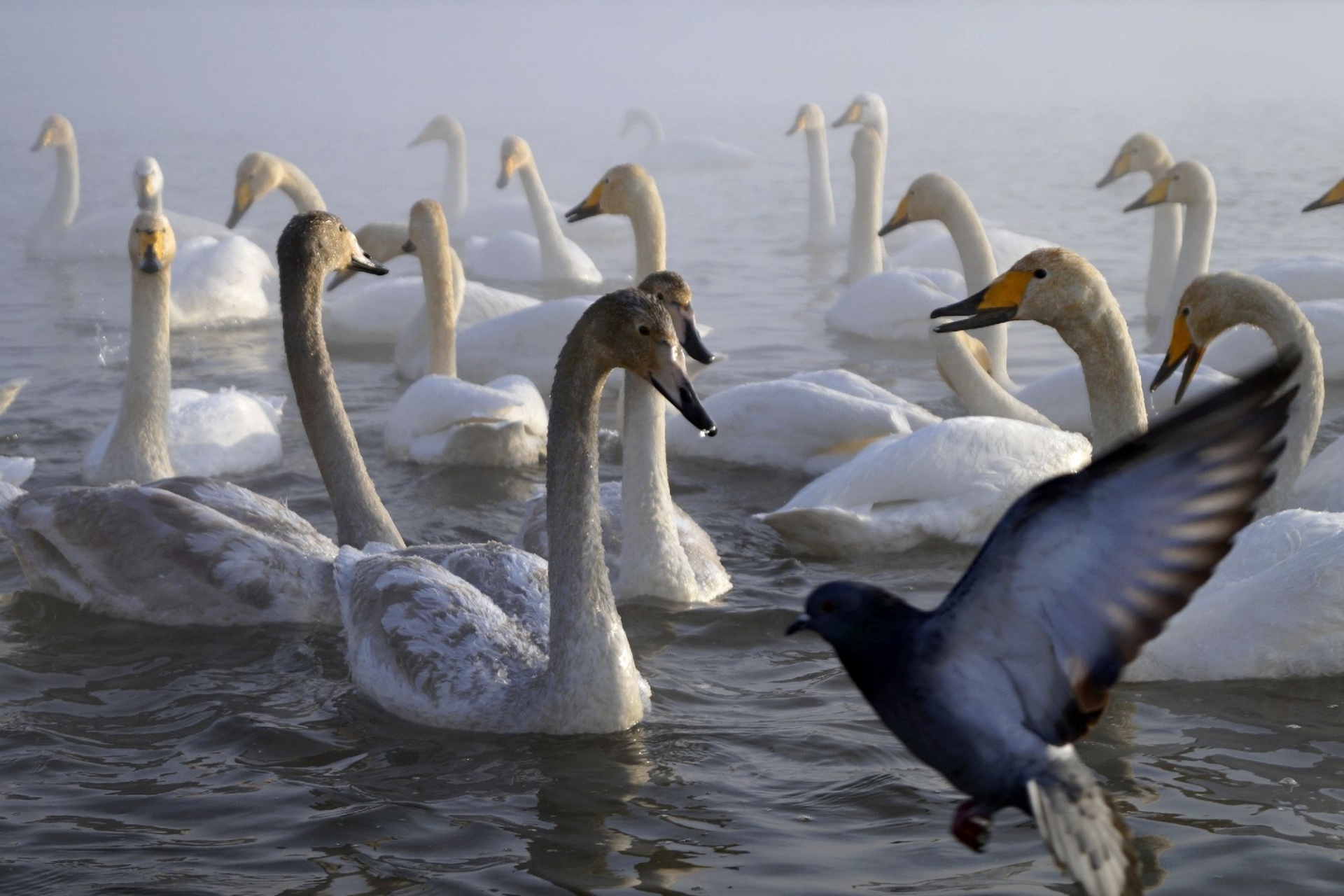 лебеди у набережной Берег Надежды_Елизавета Лысенко.jpg