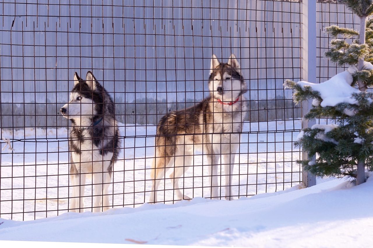 хаски из питомника Altai Rocks_altairockszoo.jpg