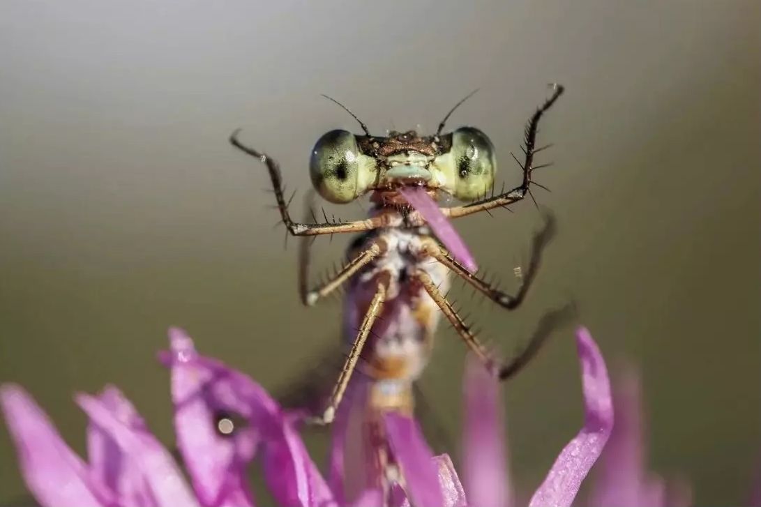 Макрофотография победитель конкурса Живая природа Алтая_Светлана Кулева.jpg