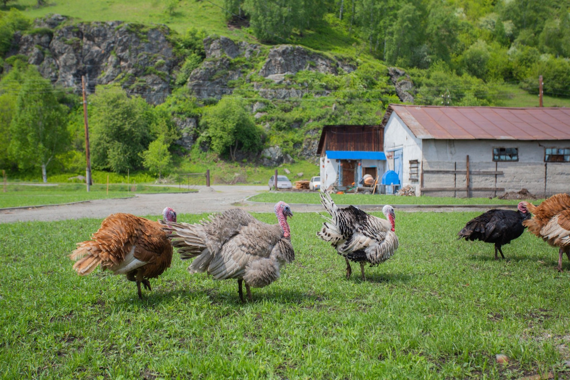 ферма семьи Кураповых_Валерий Степанюк.jpg