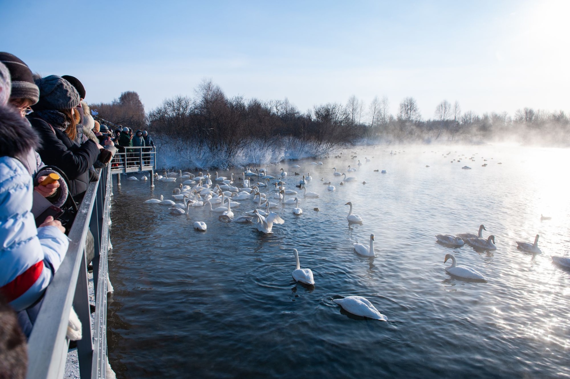 лебеди со смотровой площадки на озере Светлом_Руслан Олинчук.jpg