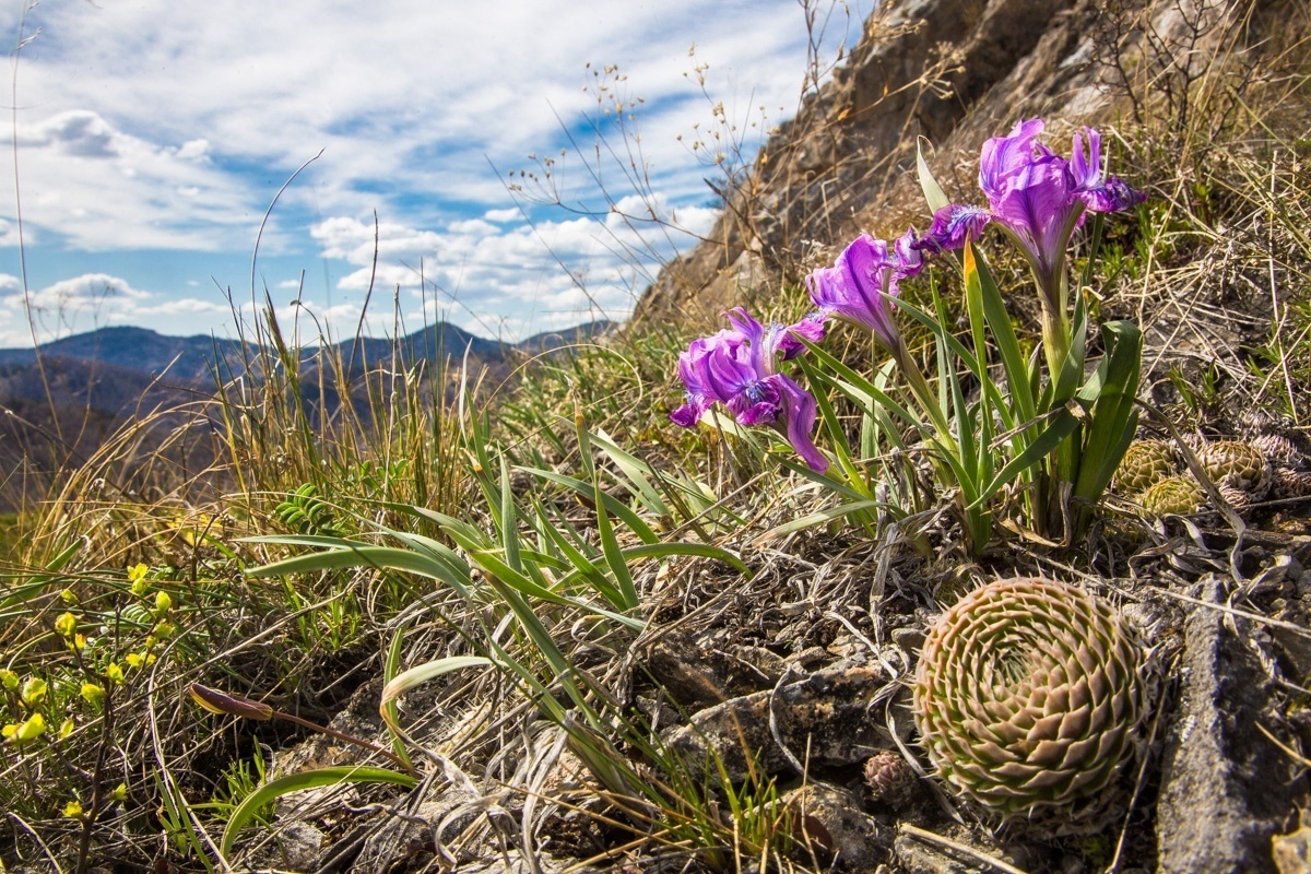 дикие ирисы в логу Арбанак_salairecotour.jpg