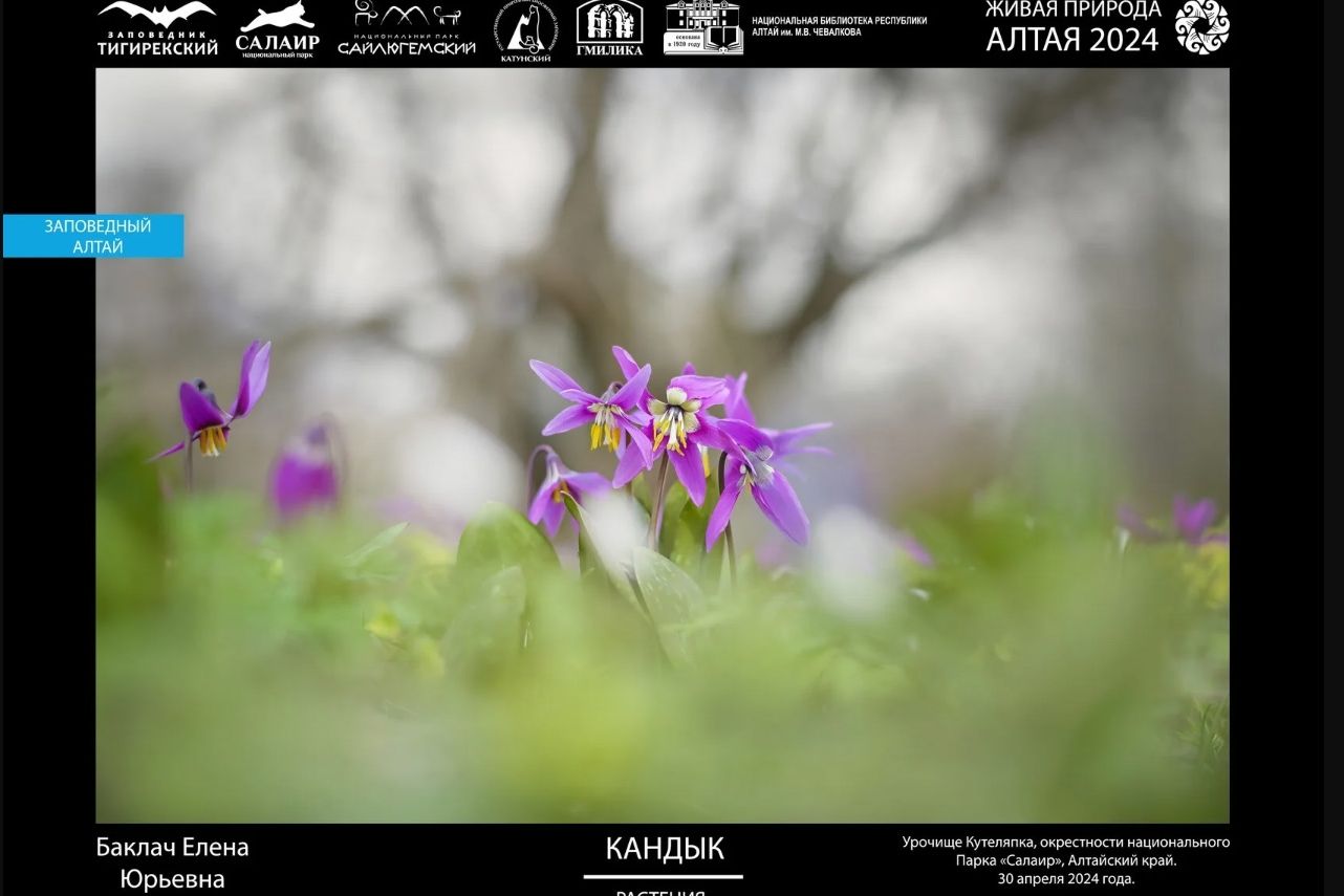 фото конкурса Живая природа Алтая_Елена Баклач.jpg