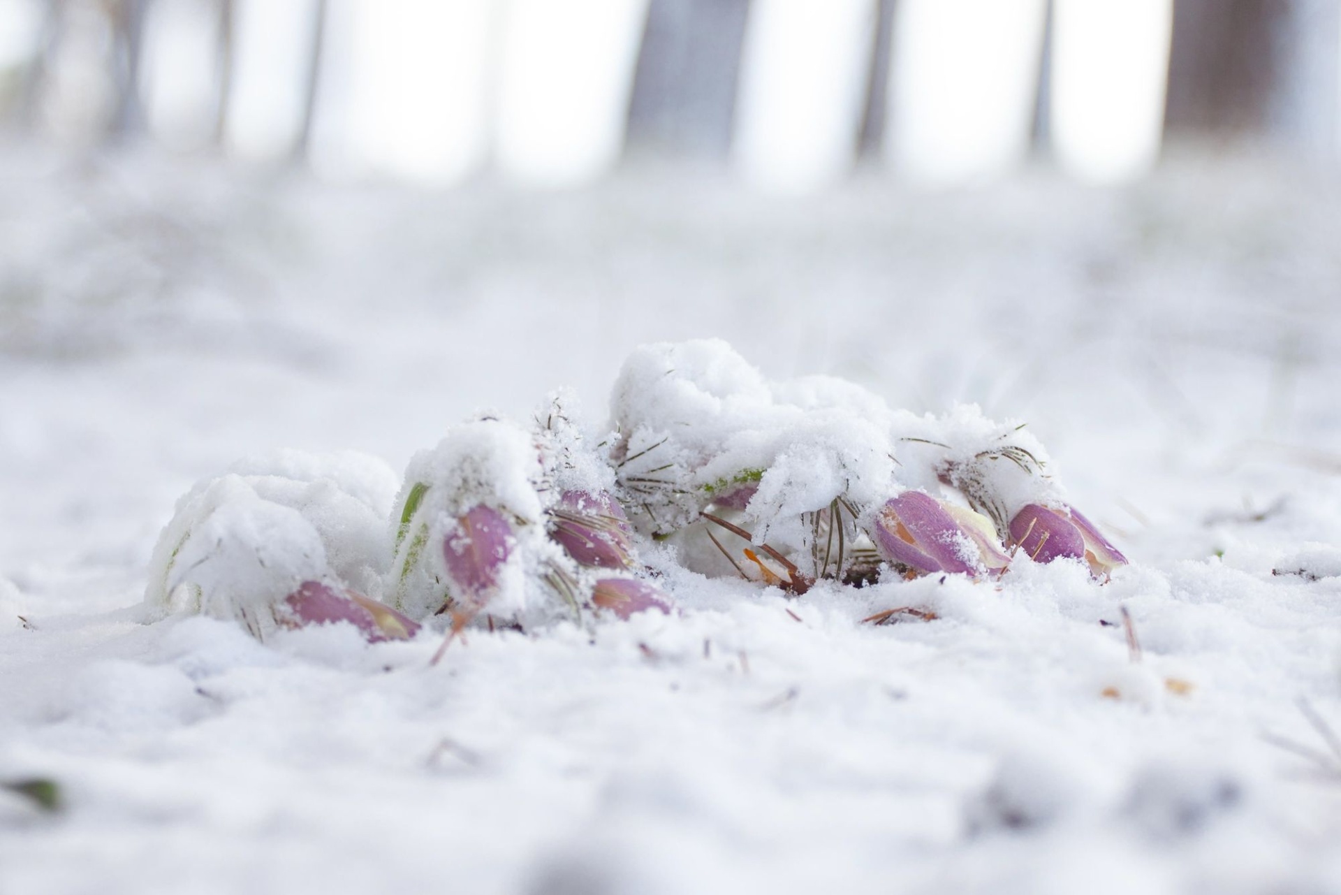 Резкоконтинентальный климат_Наталья Гребнева.jpg