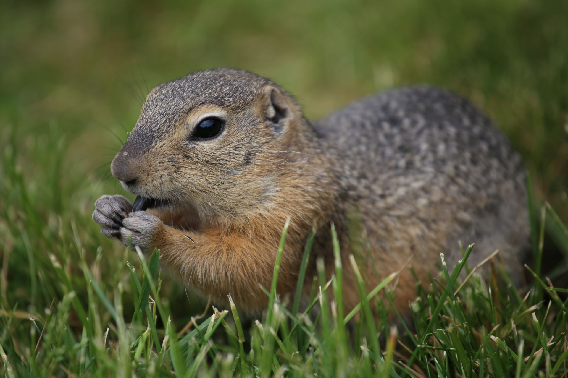 суслик_Валерий Степанюк.jpg